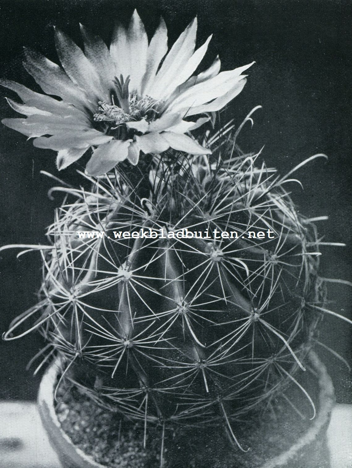 ECHINOCACTUS SETISPINUS (NATUURLIJKE GROOTTE)