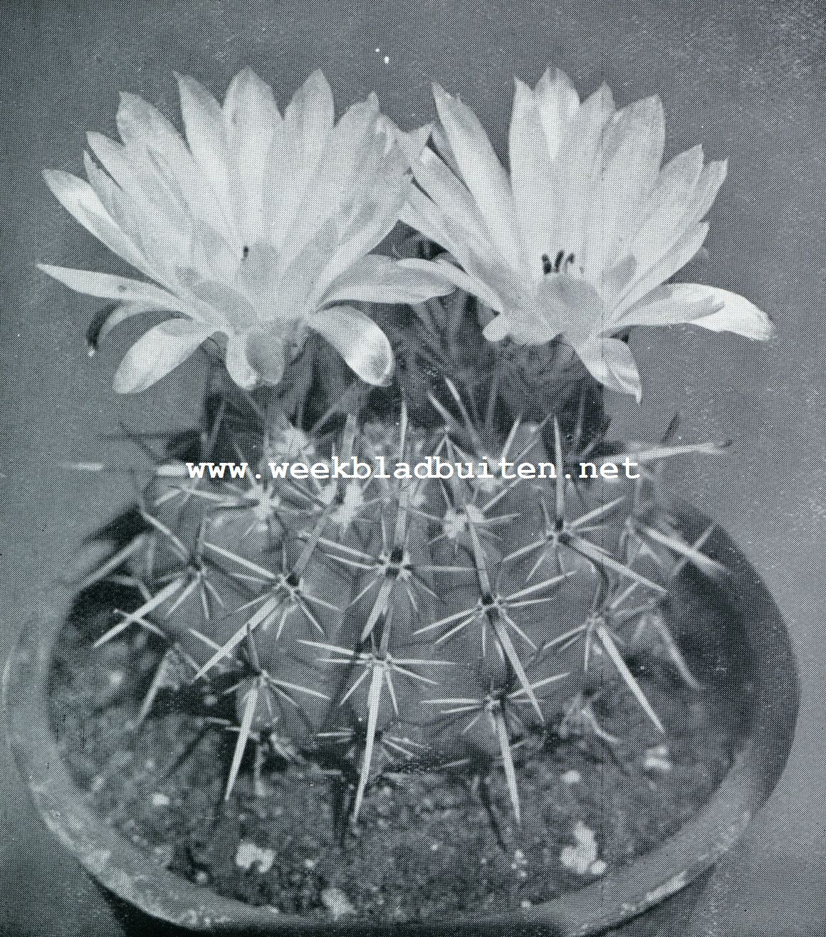 ECHINOCACTUS SUBMAMMULOSUS (NATUURLIJKE GROOTTE)
