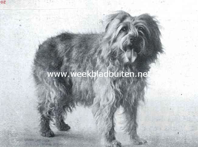 Hollandsche smoushond Trijntje (teef). Clich: 