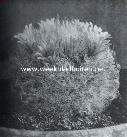 Cactussen als kamerplanten. Mammillaria Bocasana (natuurlijke grootte)