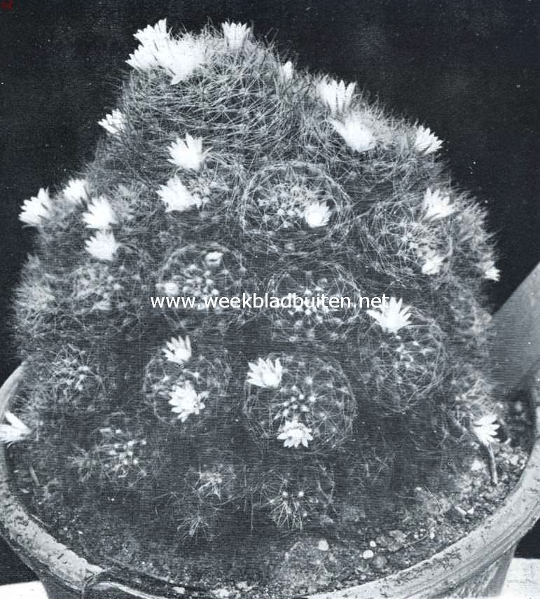 Cactussen als kamerplanten. Mammillaria Wildii (natuurlijke grootte)
