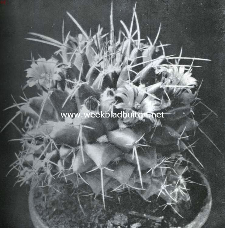 Cactussen als kamerplanten. Mammillaria Magnimamma (natuurlijke grootte)
