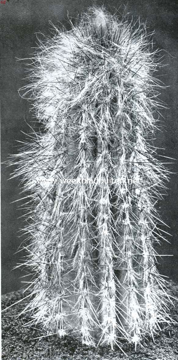 Cactussen als kamerplanten. Cereus Chrysomallus