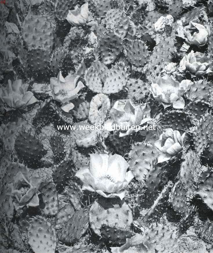 Cactussen als kamerplanten. Winterharde Opuntia's in bloei
