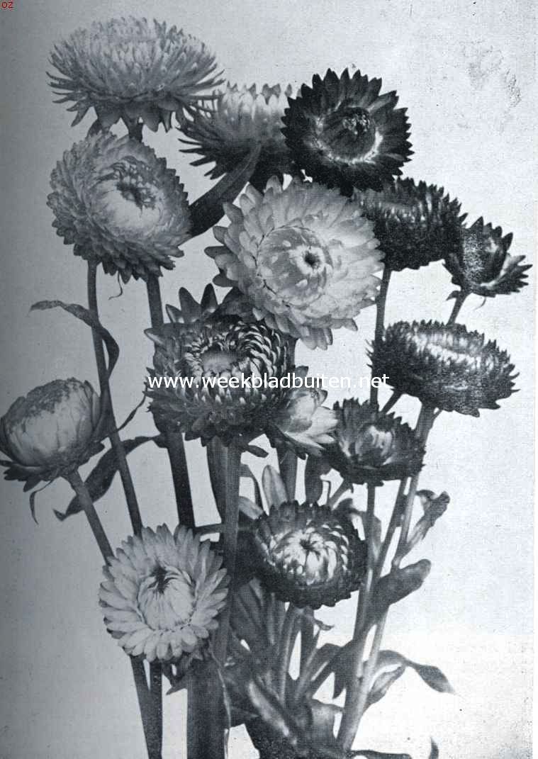 Helichrysum Monstrosum (Stroobloem)