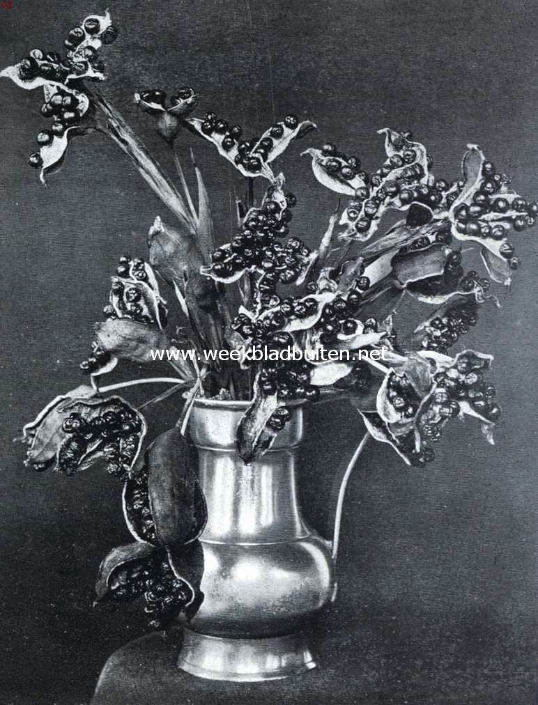 Zaden van Iris Foetidissima