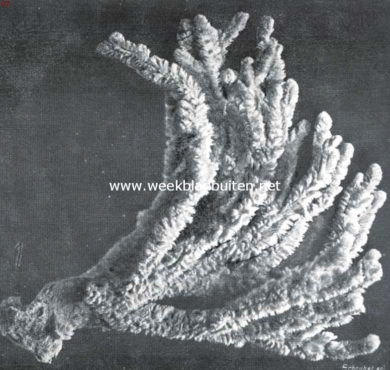 Sponzen. Kolonie van Dictyocylindrus Ventilabrum, een der fraaiste sponssoorten