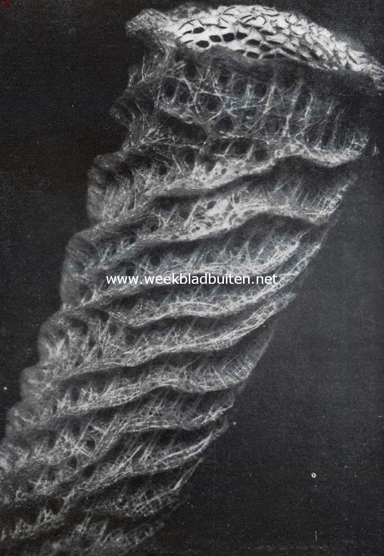 Sponzen. Een kunstwerk der natuur. Het bovendeel van Euplectella Imperiales, een gieterspons met zeefplaat. Men ziet hier het fraai gebouwde kiezelskelet