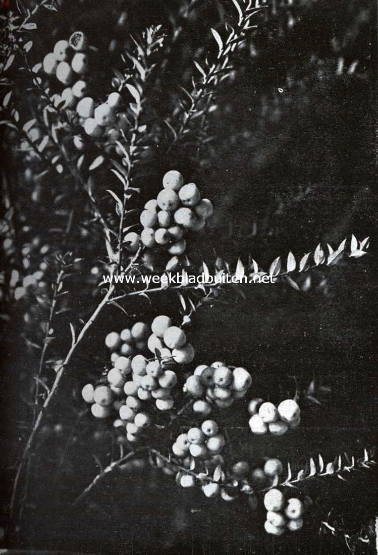 De tuin in den winter. Pernettya Mucronata Var. Speciosa