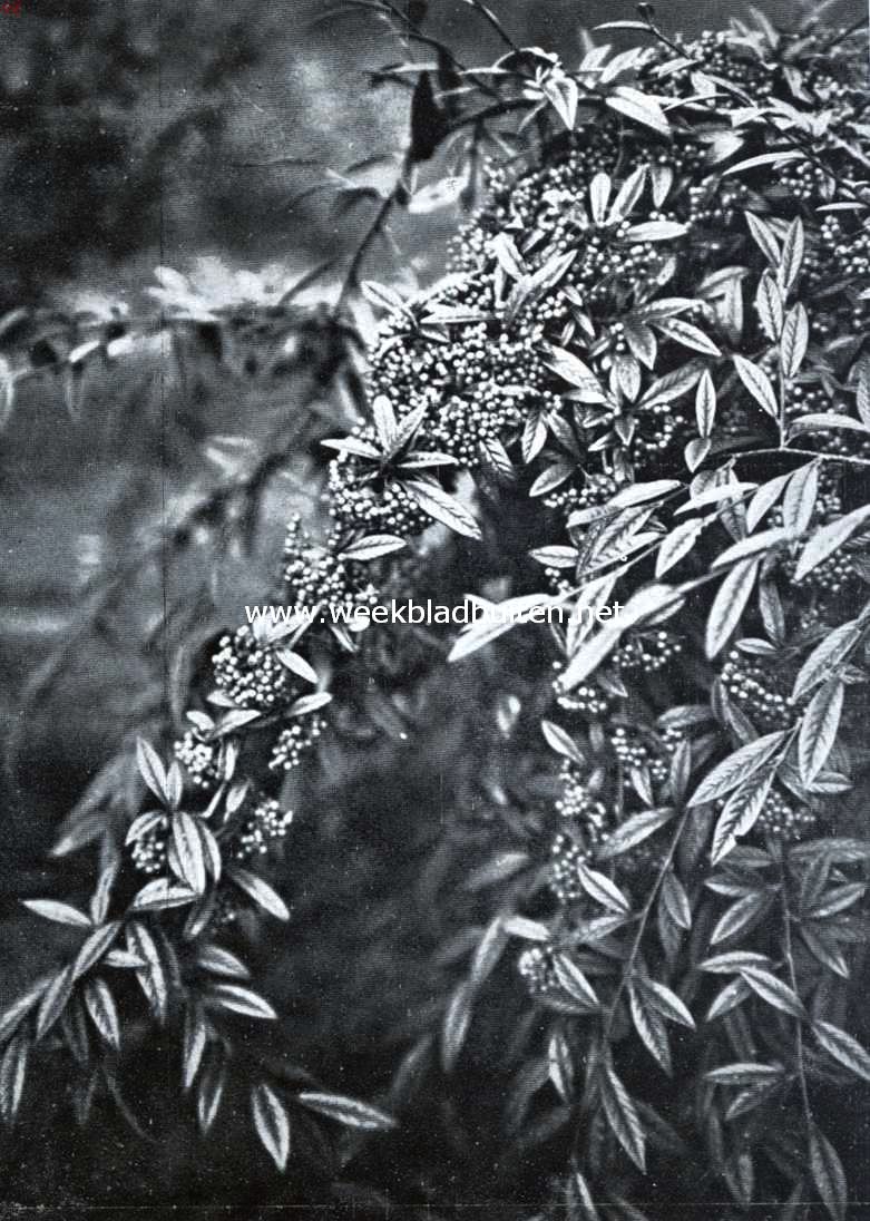 De tuin in den winter. Cotoneaster Salicifolia Floccosa