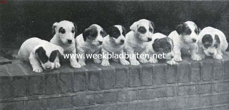 Flossie, de Sealyham. Een nest Sealyham terrier-puppies van champion Farncombe Chicory