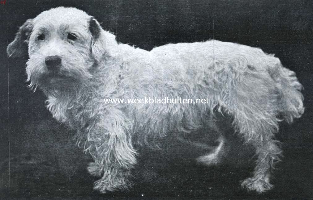 Flossie, de Sealyham. Champion Hadley Hustle, een Sealyham die 14 kampioensprijzen in Engeland en 5 in ons land won