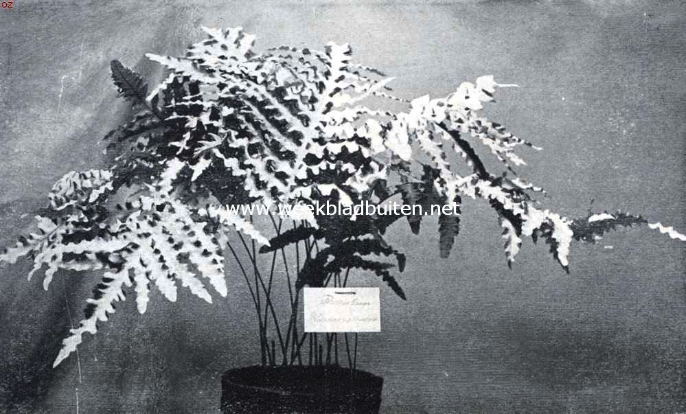 Varens voor serre en huiskamer. Polypodium Glaucophyllum Crispum