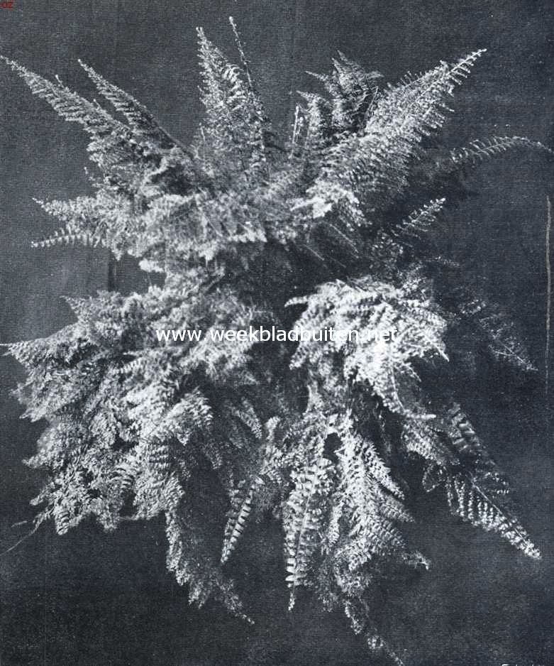 Varens voor serre en huiskamer. Nephrolepis Whitmanii