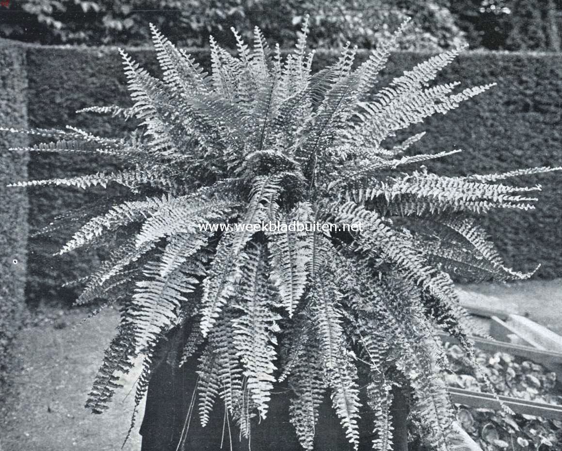 Varens voor serre en huiskamer. Nephrolepis Roosevelt Plumosus