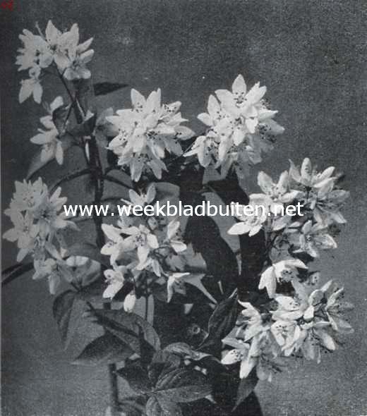 Deutzia Longifolia