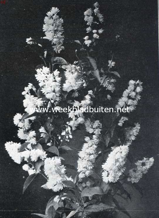Deutzia Staminea