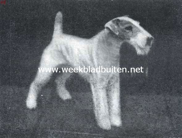 De draadharige fox-terrier. Habart's Choice (Eigenaar: de heer A.J.C. Daamen te Amsterdam)