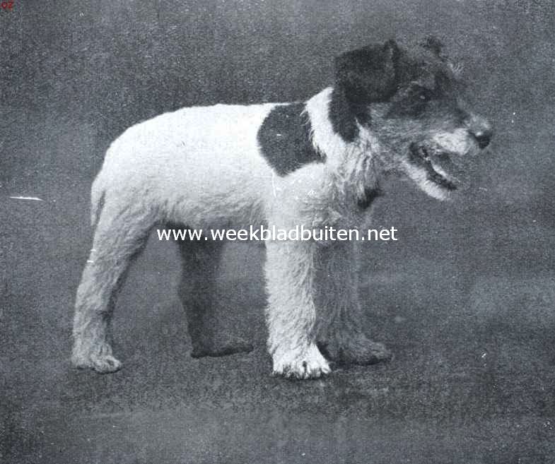 De draadharige fox-terrier. Zoo zag Tippo-Tip er uit, toen hij zes weken oud was