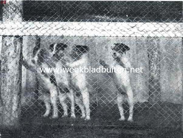 De draadharige fox-terrier. Daar komt de vrouw aan (Eigenares: Mevrouw C.P. Gunckel-Dekking te Santpoort)
