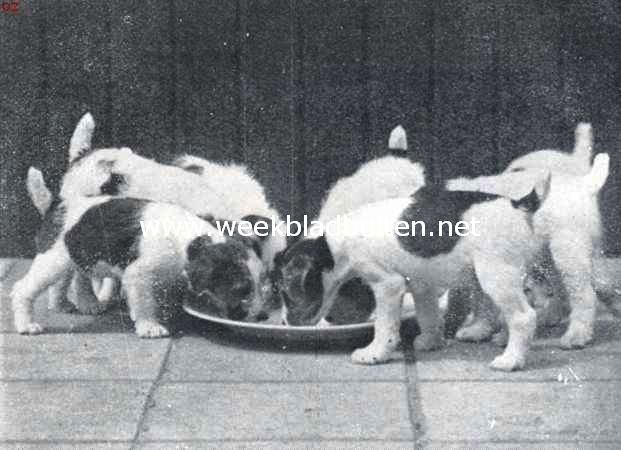 De draadharige fox-terrier. Wij moeten er nog van groeien (Eigenares: Mevrouw C.P. Gunckel-Dekking te Santpoort)