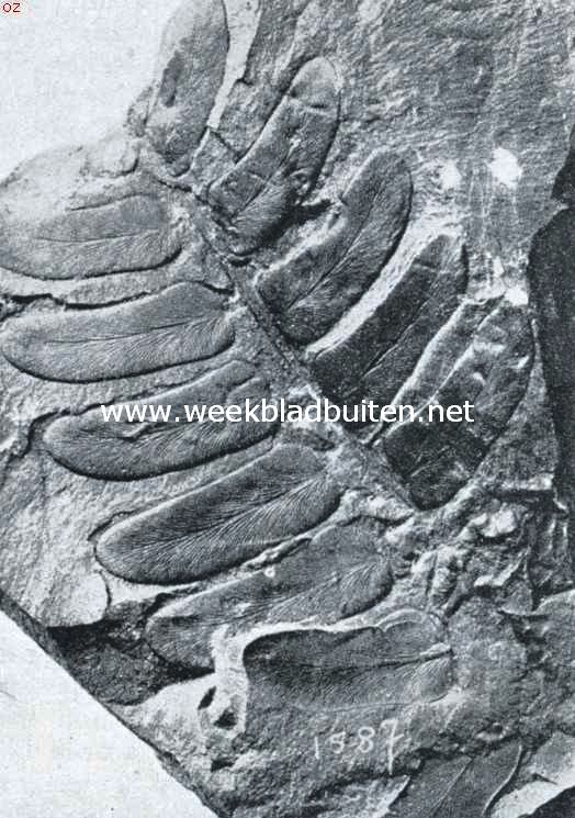 De rustelooze aarde. Bladafdruk van de Karboonplant Neuropteris