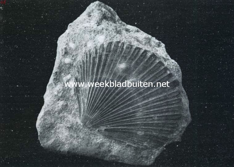 De rustelooze aarde. Versteening van een der kleppen der tweeschalige moluske pecten uit het Krijt