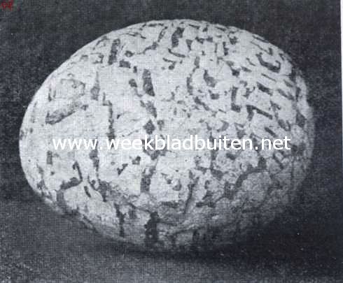 De rustelooze aarde. Eivormige schriftgraniet uit de buurt van Amersfoort