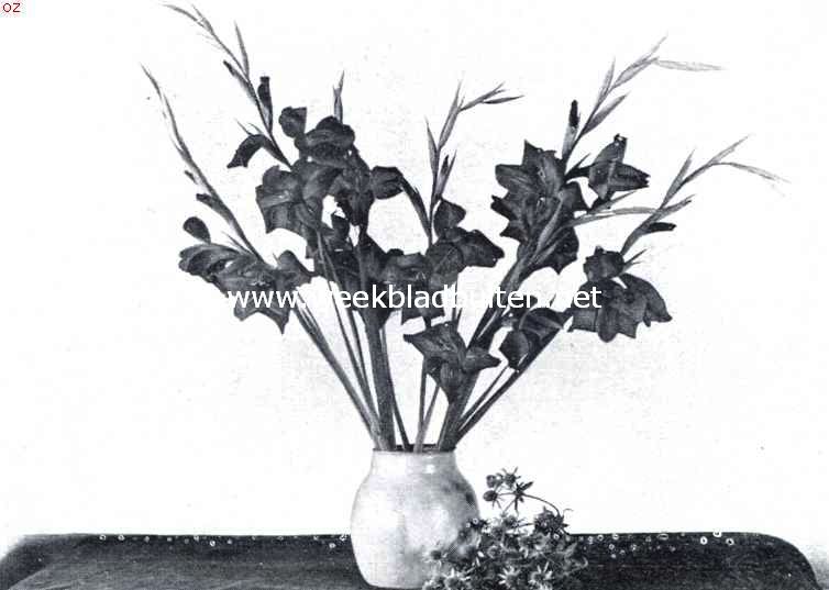 Gladiolus. Gladiolus Primulinus Scarlet Bedder
