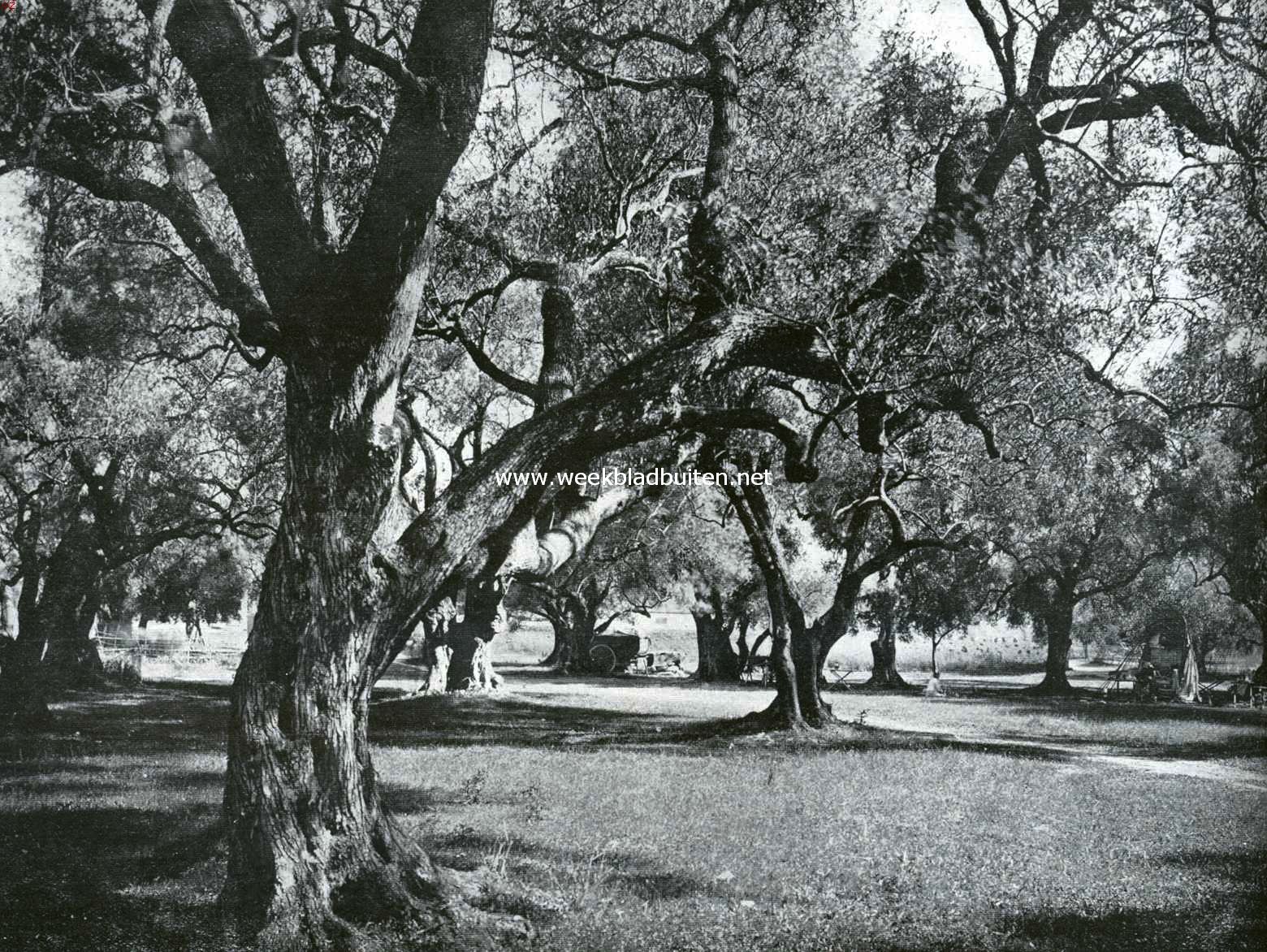 Lentebloei aan de Rivira. Oude olijvenhof in de Alpes Maritimes