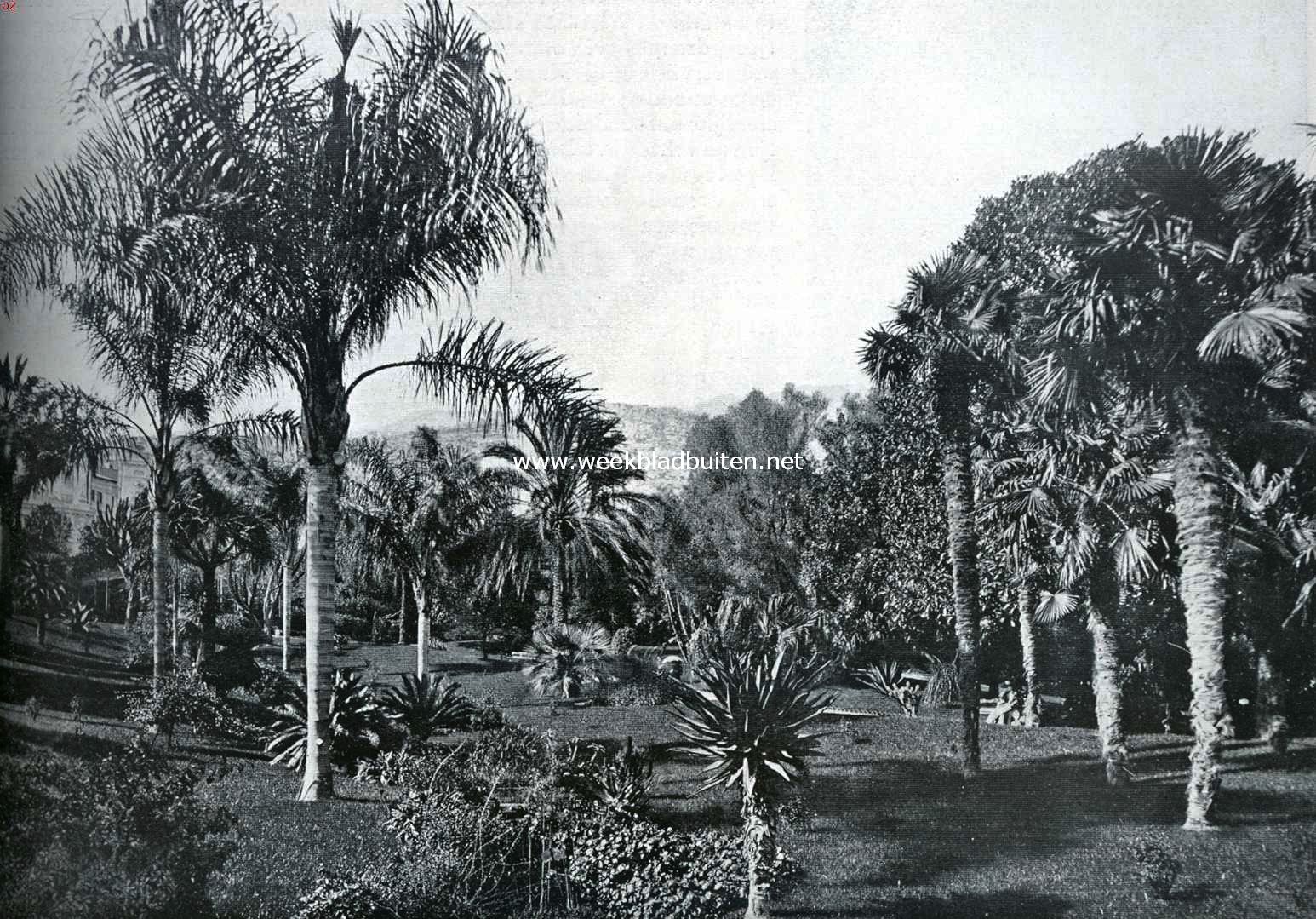Lentebloei aan de Rivira. Verdringers van de oorspronkelijke Rivira-flora. Chileensche cocos- en Australische waaierpalmen