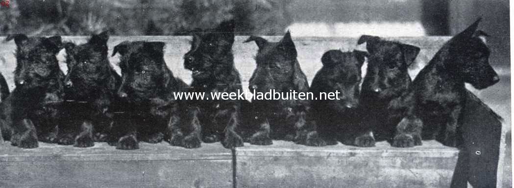 Nest Schotsche terriers, waarvan enkele zullen debuteeren op de Winnertentoonstelling op 7 en 8 April in het Rai-gebouw te Amsterdam (Eigenaar de heer J.A. Classen, Huizen (N.H.))