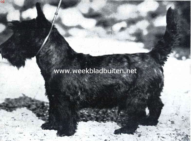 De negen maanden oude Schotsche terrier Alwin (Eigenares Mevr. G. Plat-Vincent te Zandvoort)