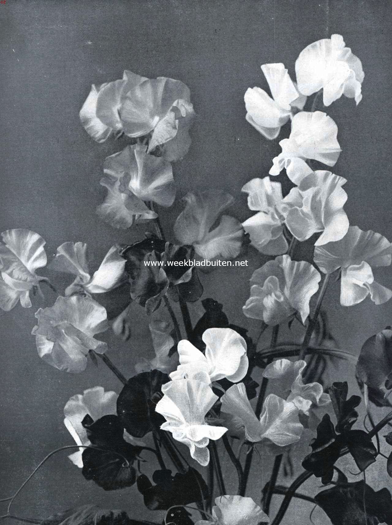 Grootbloemige Lathyrus Odoratus (Spencer-Hybriden) (bij het artikel: 
