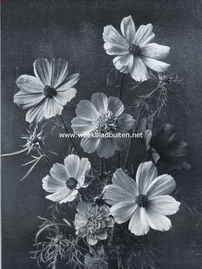 Cosmea Bipinnata Praecox  (Opname uit 