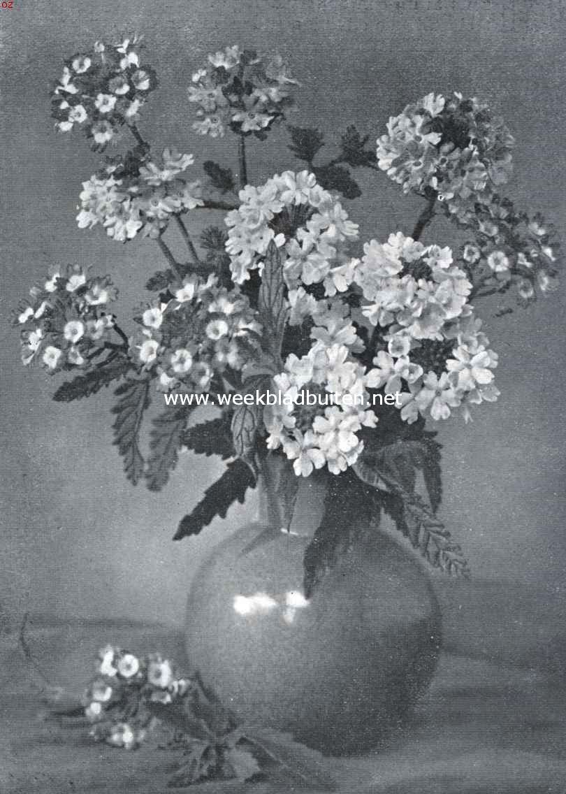 Verbena Hybrida (Opname uit 