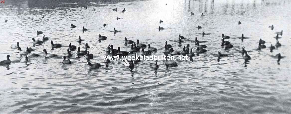 Meerkoeten, met in het midden een wilde eend en een kuifeend