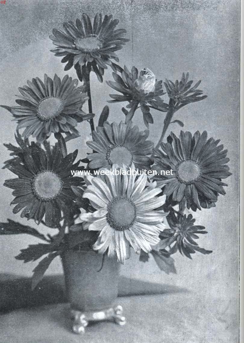 Eenjarige zaadbloemen voor den liefhebberstuin. Enkelbloemige Aster Sinensis (Opn. Uit 