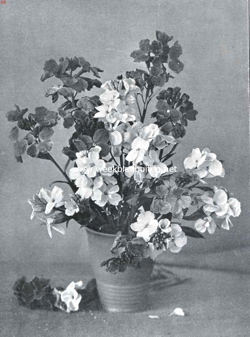 Eenjarige zaadbloemen voor den liefhebberstuin. Cheiranthus Cheiri (Opn. Uit 