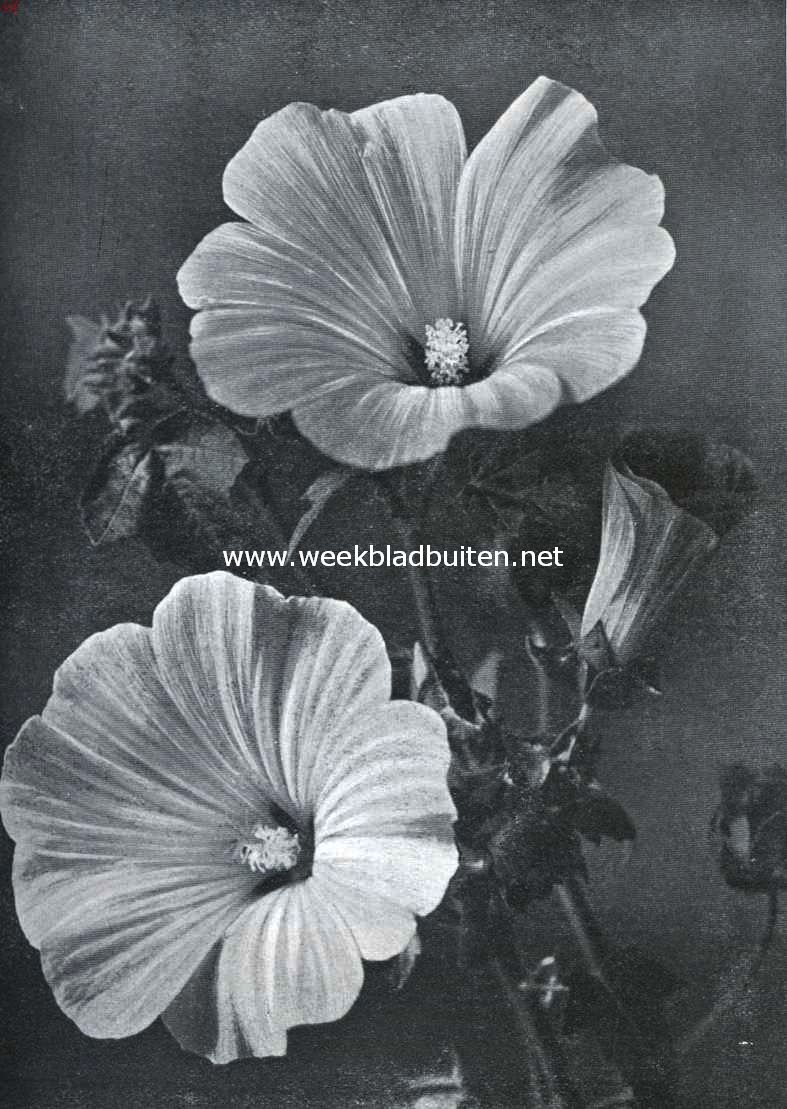 Eenjarige zaadbloemen voor den liefhebberstuin. Lavatera Trimestris Slendens (Opn. Uit 