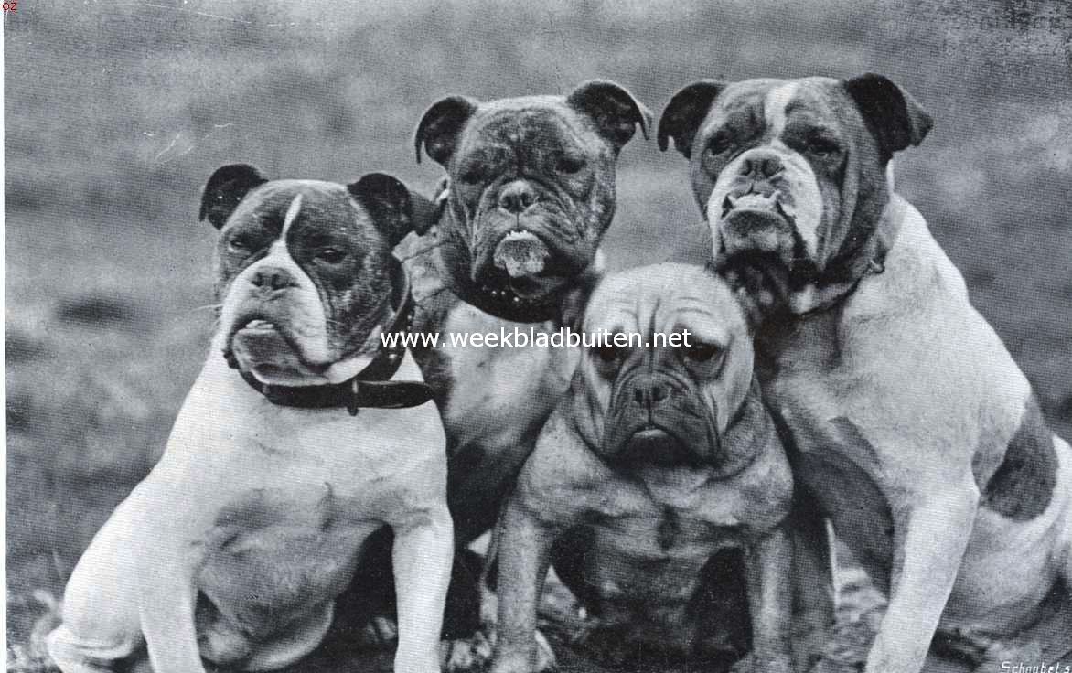 De bulldog. Een kwartet bulldoggen, dat er niet bepaald innemend uitziet