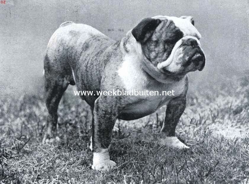 De bulldog. Kampioen My Lord Bill, eigenaar de heer Boscoe te Liverpool. Een ideale bulldog uit onzen tijd (Uit: 