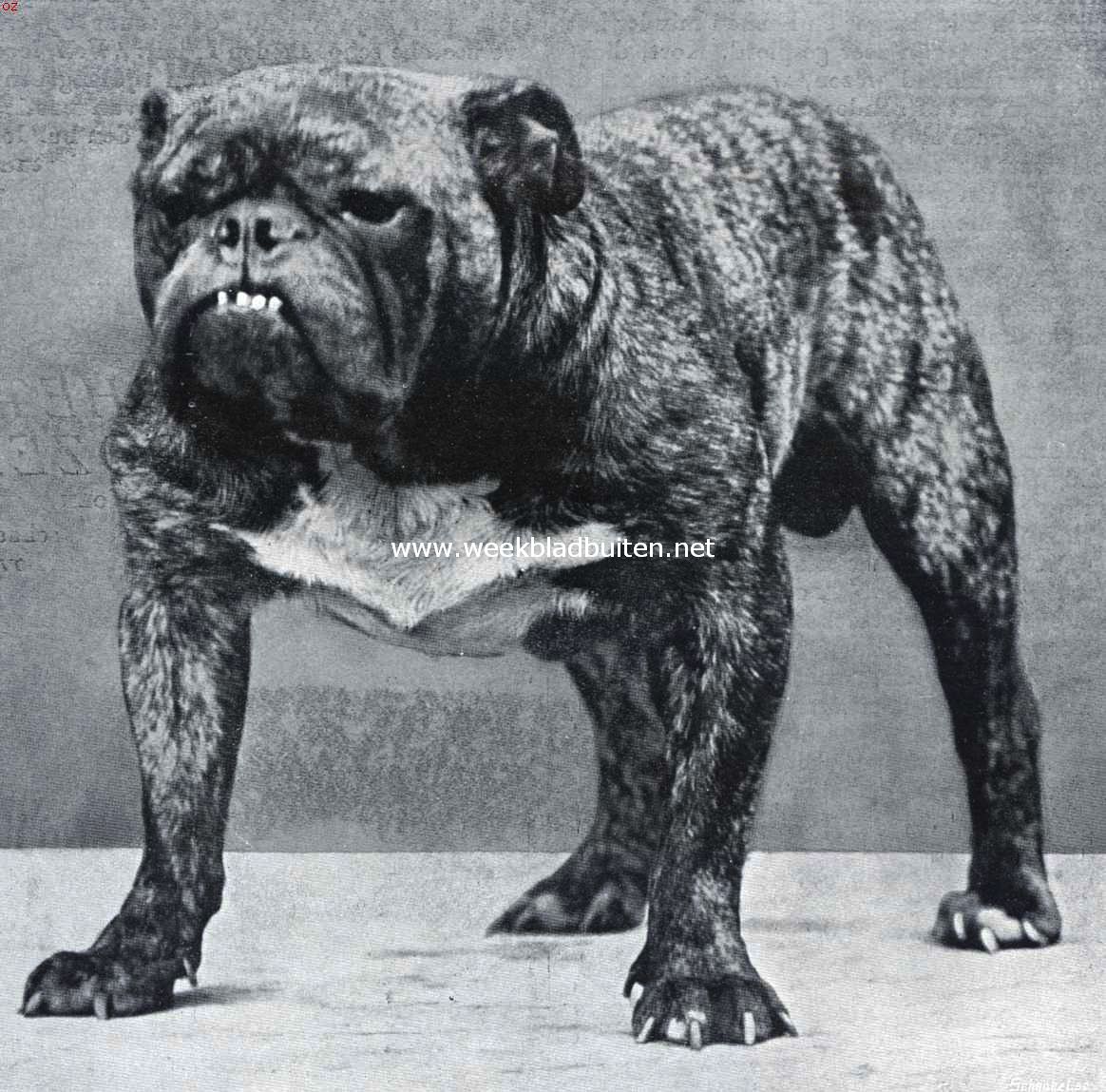 De bulldog. De beroemde kampioen Rodney Stone, de eerste der vier bulldoggen, die Engeland voor F 12.000 per stuk naar Amerika verkocht