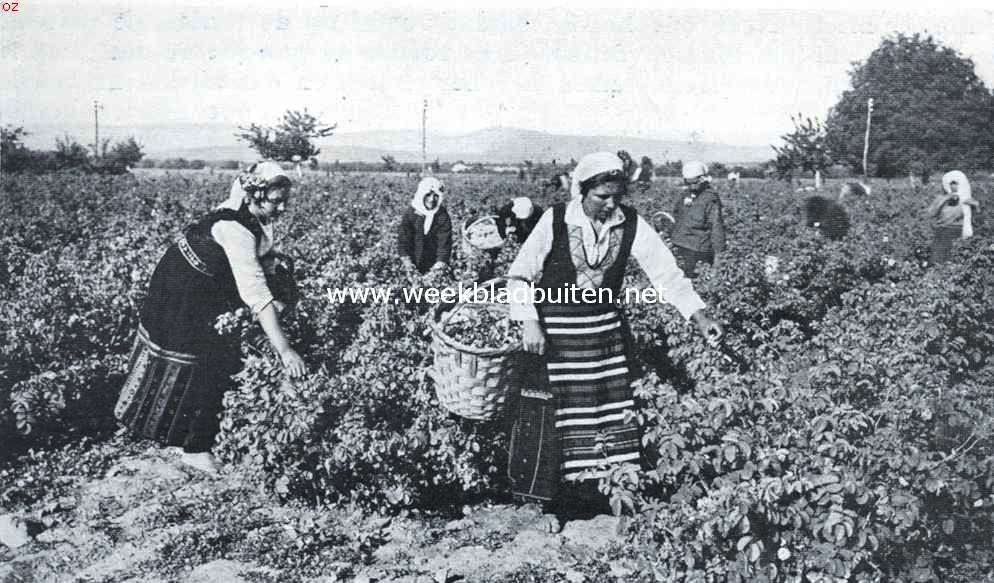 Bulgarije, het land der rozen. Rozenoogst in Zuid-Bulgarije