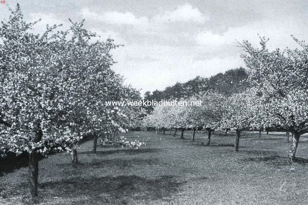 Tusschen twee rivieren. Een appelboomgaard in volle pracht