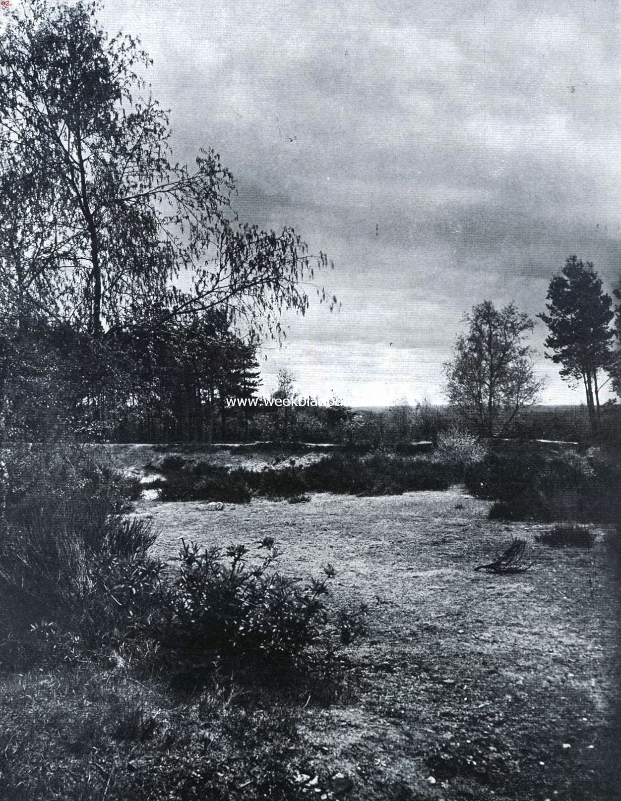 Voorjaar aan den boschrand