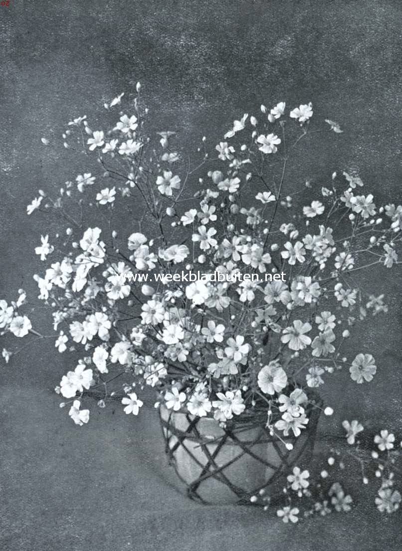 Gypsophila Elegans Grandiflora Alba (Opn. Uit 