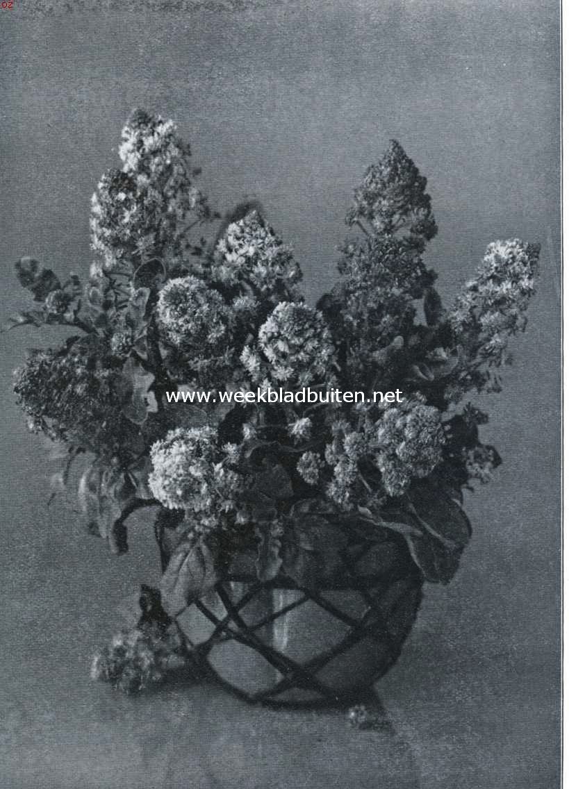 Reseda Odorata (Opn. Uit 