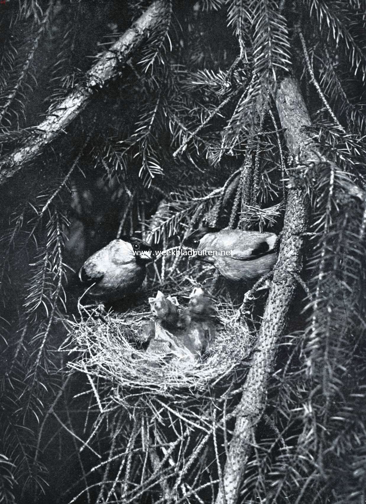 Goudvinken-paartje bij het nest met jongen in een conifeer (bij het artikel:  