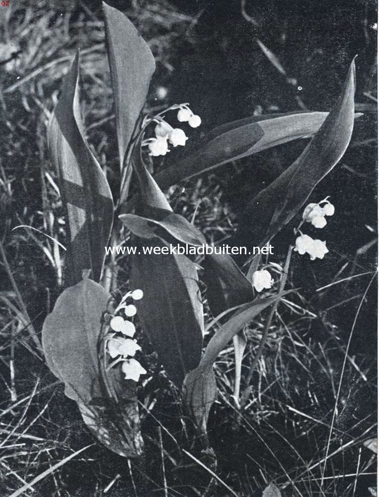 Lelietjes van dalen